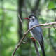 Black bulbul Hypsipetes leucocephalus race psaroides in Kullu