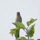 Common Rosefinch (Carpodacus erythrinus) in Kullu