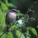 Grey Bushchat Saxicola ferreus in Kullu