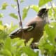 Black-headed Jay Garrulus lanceolatus at 8000 ft. in Kullu