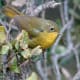 Golden Bush Robin Tarsiger chrysaeus at Mailee Thaatch (11,000 ft.) in Kullu