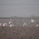 Common bar headed geese in pong dam