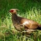 Female Kalij Pheasant (Lophura leucomelanos)