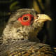 wildlife-in-himachal-pradesh