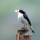 Grey Bushchat Saxicola ferreus in Kullu