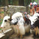 Yaks in Manali