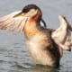 wildlife-in-himachal-pradesh