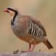 Chukar (Alectoris chukar)