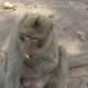 Rhesus Macaque