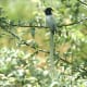 Asian Paradise Flycatcher Terpsiphone paradisi in Kullu