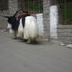 Yaks in Manali