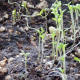 Celery Seedlings