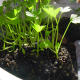 Celery Seedlings