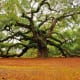 Angel Oak located on St Johns Island in Charleston SC is over 1400 years old.