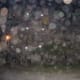 Old Charleston SC Orbs