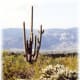 Tall multi-branched saguaro with teddy bear cholla cacti in the foreground in Saguaro National Park