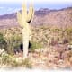 Saguaro National Park