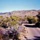 Road through the Saguaro National Park