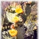 Prickly Pear cactus in bloom in the Saguaro National Park