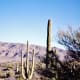 Saguaro National Park