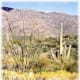 Saguaro National Park