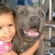 pit-bulls-behind-the-jaws
