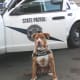 pit-bulls-behind-the-jaws