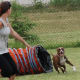 pit-bulls-behind-the-jaws