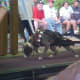 pit-bulls-behind-the-jaws