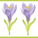 Purple crocus with green stripes scrapbook border