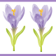 Purple crocus with purple stripes scrapbook border