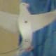 Bird Shadow Puppet