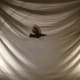 Eagle Flying Between Two Goal Posts