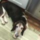 Howie waiting for his taste.