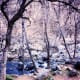 Oak Creek in Oak Creek Canyon