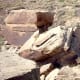 Petroglyphs can be found on rocks in the Painted Desert