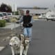 scootering-as-a-sport-with-your-dog