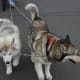 scootering-as-a-sport-with-your-dog