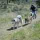 scootering-as-a-sport-with-your-dog