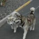 scootering-as-a-sport-with-your-dog