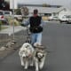 scootering-as-a-sport-with-your-dog