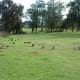 The city park near the back of Fairmont.