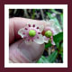 This darling Pipsissewa blossom photo, is attributed to: Russ Kleinman, Bill Norris, Kelly Kindscher & Danielle Walkup, Mogollon Mountains, Bursum Road, July 23, 2008. Taken from the Vascular Plants of the Gila Wilderness - presented in associatio