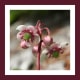 This Pipsissewa photo is from the Native Plant Society of New Jersey. Photo taken by H and M Ling, July 2009, at Isle Royal, Michigan.
