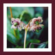 One of two marvelous Pipsissewa photos from a great website called "Found in the Fells".