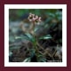 Photo of Pipsissewa plant attributed to Dave Powell, from the USDA Forestry Images, Bugwood Photos, under the Creative Commons Attribution 3.0 License.
