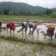 rice-farming-in-nepal