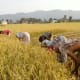 rice-farming-in-nepal