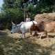 rice-farming-in-nepal
