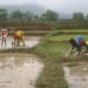 rice-farming-in-nepal